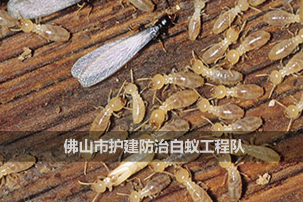 如何消滅白蟻？