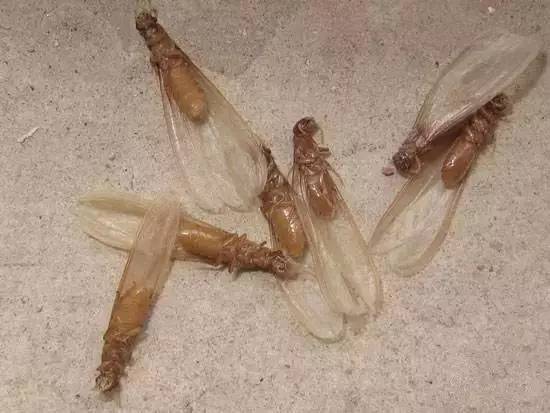 白蟻的習性